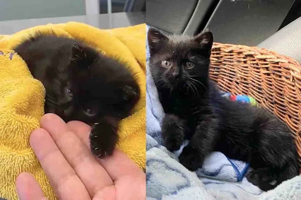Kitten Found in a Garden Can’t Walk Until Kind People Step in and Help the Cat Run Again