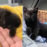 Kitten Found in a Garden Can't Walk Until Kind People Step in and Help the Cat Run Again