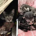 They Notice Cat Under a Fence Panel with Kittens, After Getting Them Indoors, They Find One More