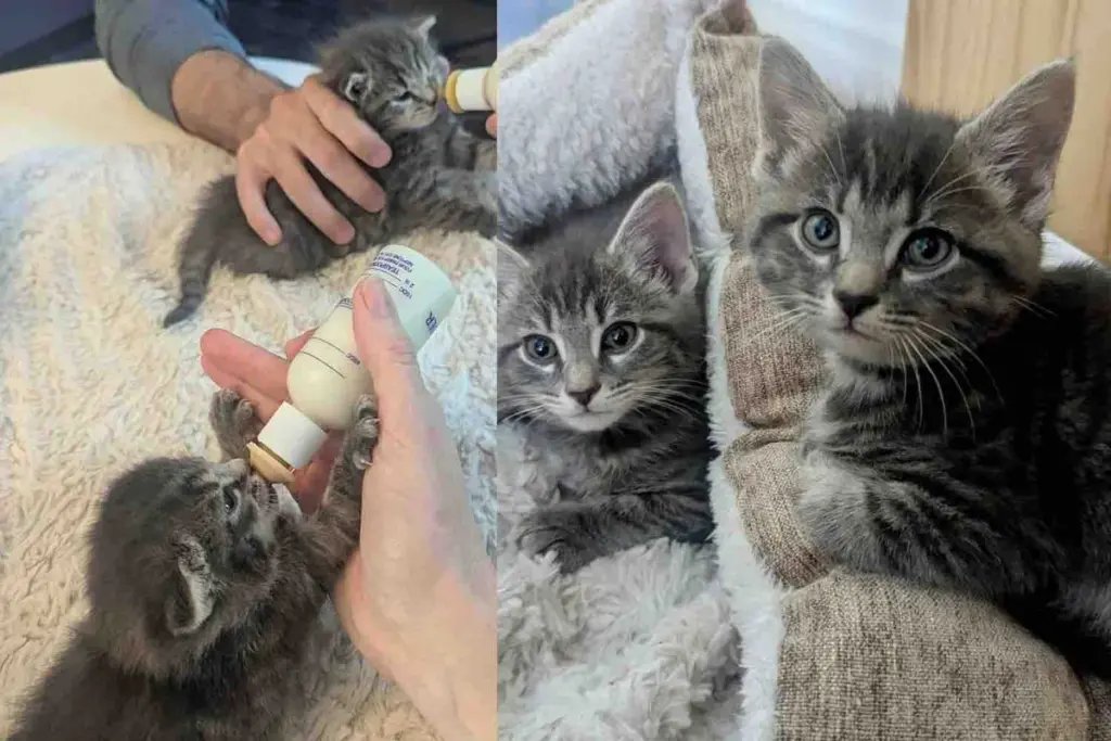 They Never Give Up on Two Kittens Left in a Yard,