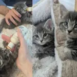 They Never Give Up on Two Kittens Left in a Yard, Now the Cats are Ready for a Happy Ending This Thanksgiving