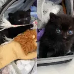 Family Found Bundle of Fur in Front of House, Only to Discover It was a Kitten with the Spirit of a Big Cat