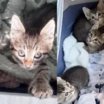 Staff Find Young Cat and 3 Kittens with a Note Outside, Within Minutes, Their Lives Transformed Forever