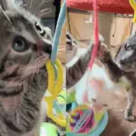 Skinny Cat Arrived Trying Her Best to Care for Her Kittens, Now Gets the Best Outcome Ever
