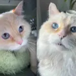 Cat Found Outside Unable to Move, But After Weeks Indoors, He Becomes Happiest Cat He was Always Meant to Be