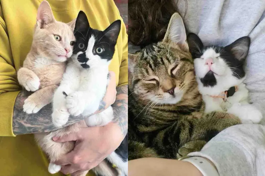 'Unwanted' Kittens Find Second Chance