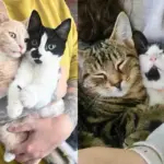 'Unwanted' Kittens Find Second Chance and Make It Their Mission to Steal Hearts, One Wobbly Step at a Time