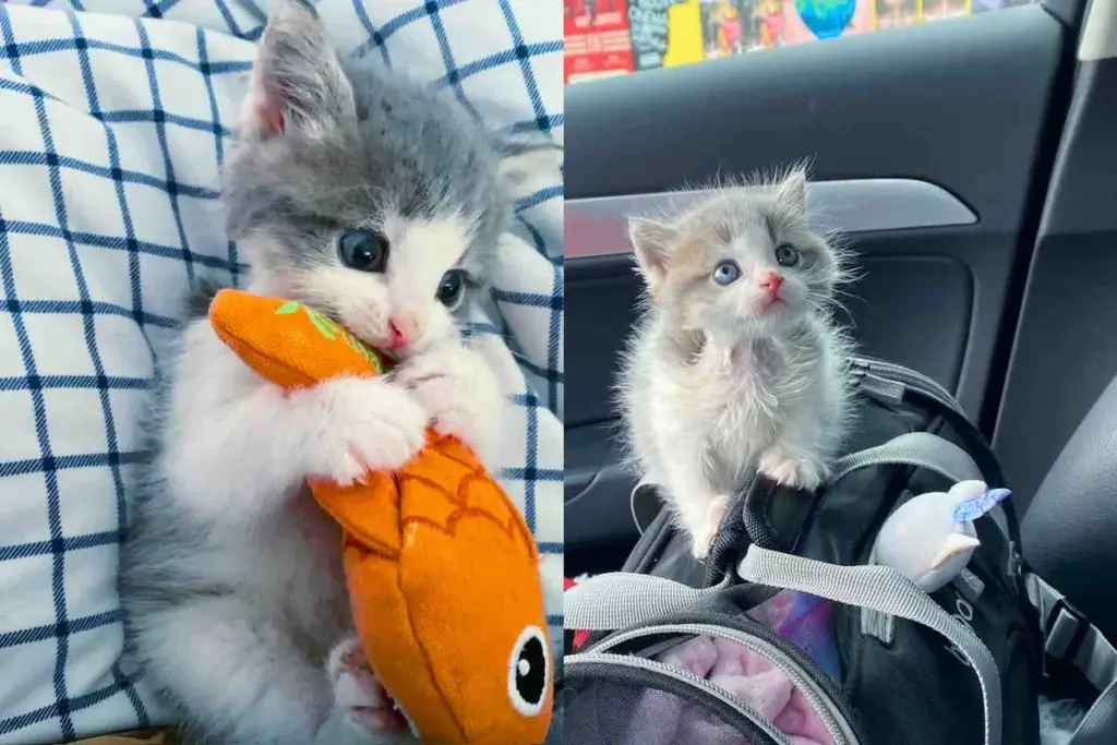 Kitten Pulled from Under a Shed,