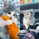 Kitten Pulled from Under a Shed, In Just Days, He Wants to Meet Other Cats and Take on the World