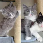 One-eyed Kitten Meets a Cat Who Never Met a Stranger, They Hit It Off in the Sweetest Way