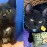 They Helped a Kitten with a 'Locked Jaw' and Transformed the Young Cat's Life in the Best Way Possible