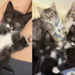 Kittens Go From Huddling in a Corner to Bouncing Around When They Live as Indoor Cats for the First Time