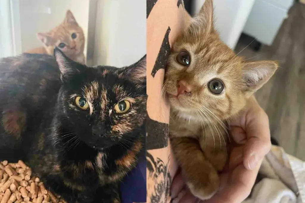 Shows Up Again with Two Kittens