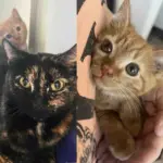 They Never Stop Looking for the Cat Spotted at a Tire Shop, Until She Shows Up Again with Two Kittens