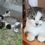 They Find Cat Living in Front of Public Housing with Tiny Kittens and Won't Leave Them Behind