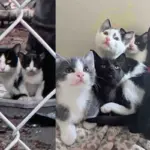 They Help Cat and Her Kittens Found in an Alley, Then One Day She Enters a Store, Claiming It As Her Own