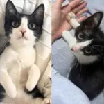 Kitten Handed to a Young Person on the Street, Later He Met a Cat Buddy He Never Knew He Needed