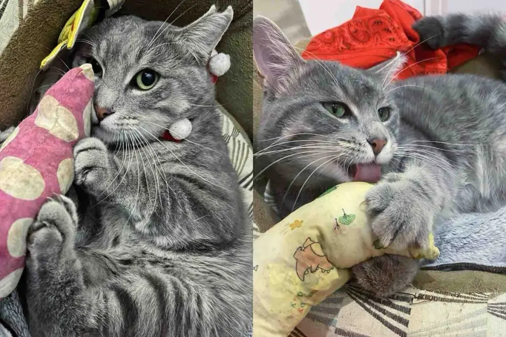 Neighborhood Cat Always