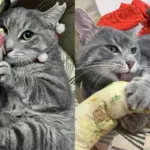 Neighborhood Cat Always Evaded Help Until the Day He Walked Up to a Person, Ready for Change