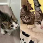 They Found a Kitten at a Storage Facility and Later Discovered Two More Cats Hidden Nearby