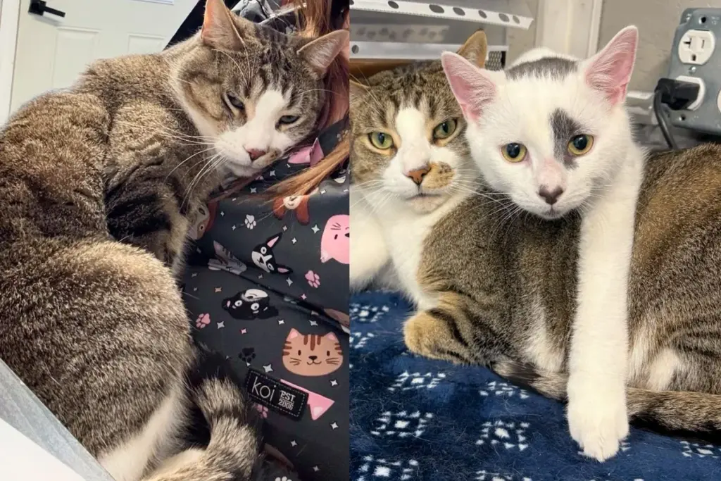 Kitten Raised in the Shelter Brought Joy to Everyone, Especially One Cat Who Needed Somebody to Lean on