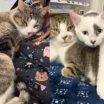 Kitten Raised in the Shelter Brought Joy to Everyone, Especially One Cat Who Needed Somebody to Lean on