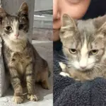 Cat Follows Construction Worker For Weeks: Touching Story Ends With Long-Awaited Wish Fulfilled