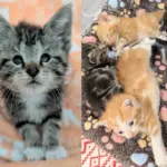 They Step in to Help a Litter of Kittens and Meet One Determined Little Cat Who Runs the Show