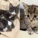 Cat Leads Woman to Tiny Kittens She Hid in a Large Bin, Showing Her Trust in the Cutest Way