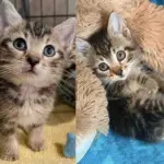 Kitten Convinces Staff to Take Her Out of Animal Shelter and Help Make Her Dream Come True
