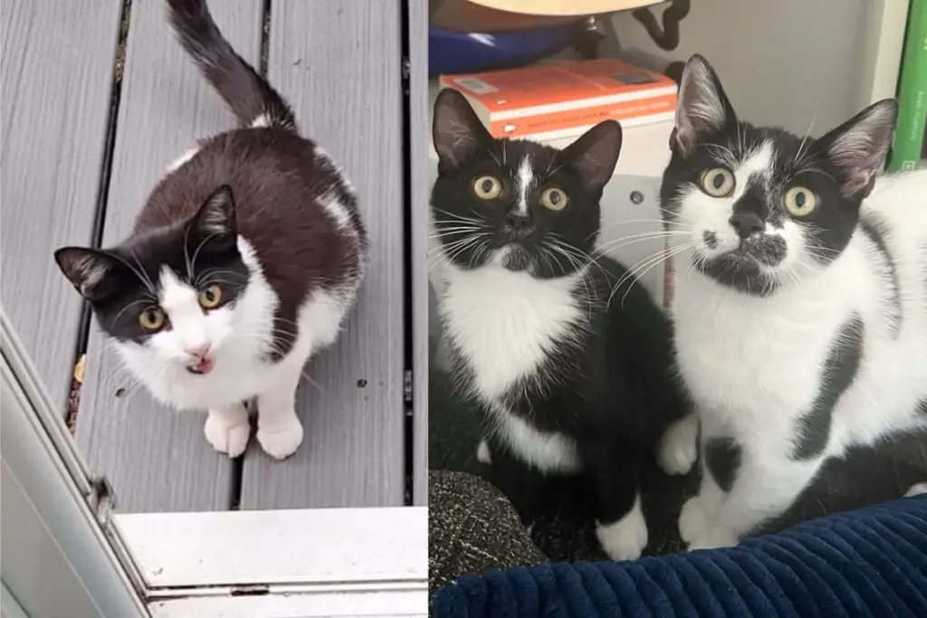 Cat Comes to Family’s Garden with Two Kittens, But Has a Few More on the Way that Need Help