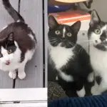 Cat Comes to Family's Garden with Two Kittens, But Has a Few More on the Way that Need Help