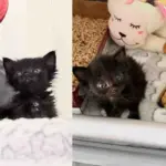 They Take in a 'Ten-day-old' Shelter Kitten in Need of Help, Turns Out the Little Cat is Much Older