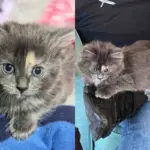 Man Went to Visit One Kitten, But Found Himself Chosen by Another Young Cat Who Completely Stole the Show