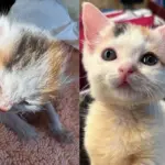 They Find Four Kittens Born Between Fences and Give the Smallest Cat the Extra Help She Needs