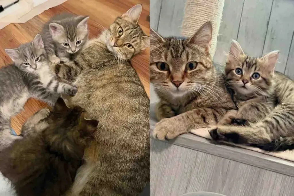 Her Kittens, It Makes