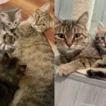 Cat Can't Bear Another Day in Shelter, a Woman Comes in for Her and Her Kittens, It Makes All the Difference