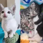 Kittens Left in a Box on Doorstep Grow into Happiest Young Cats Thanks to Those Who Never Gave Up on Them