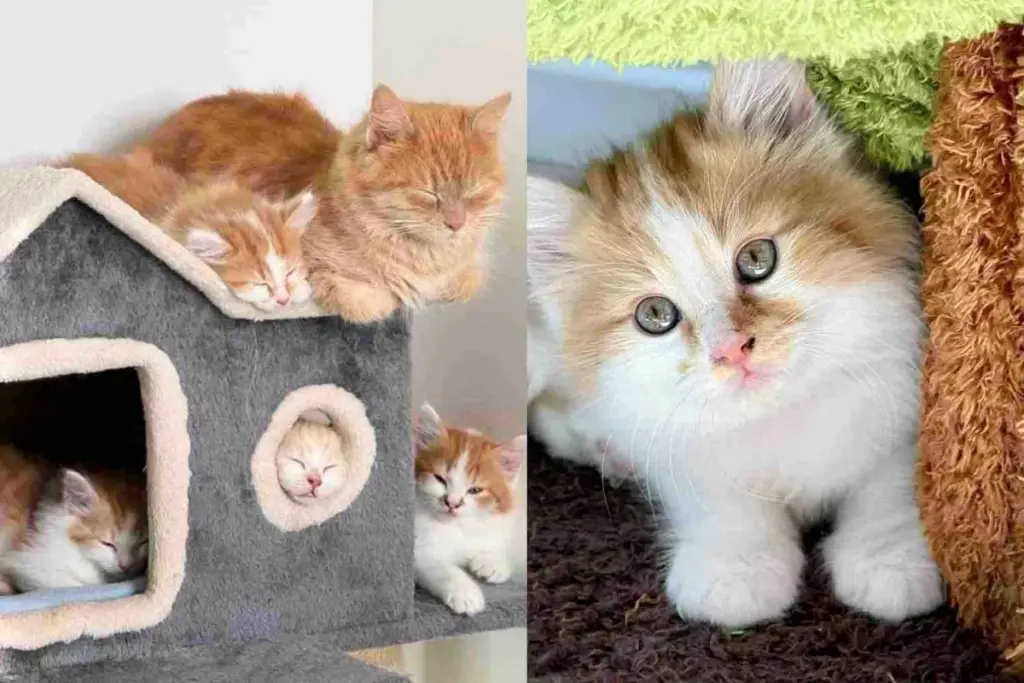 They Help a Cat and Kittens Living in a Backyard