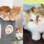 They Help a Cat and Kittens Living in a Backyard, and Spring Back When They Realize There's One More