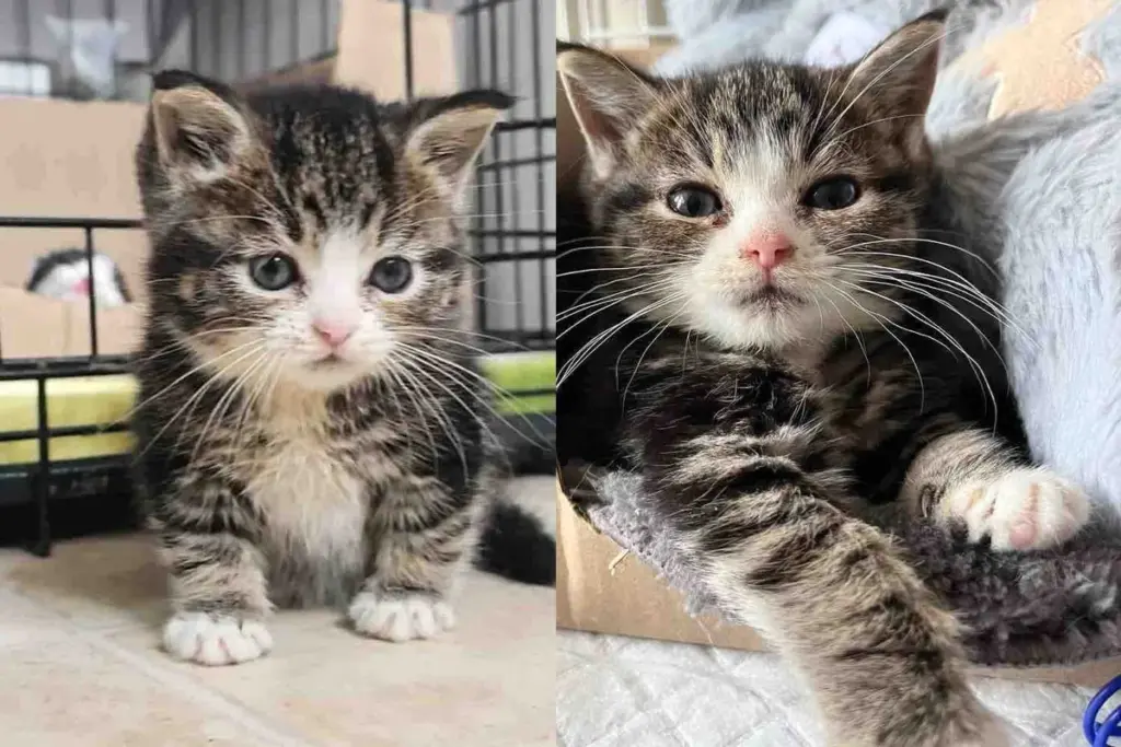 Tiny Cat Needs Special Help