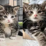 They Bring in a Litter of Kittens and Notice One is Extra Small, Turns Out the Tiny Cat Needs Special Help