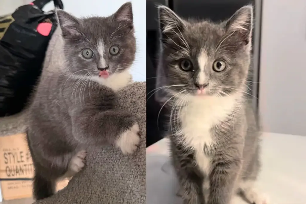 Kitten Went to the Right Car