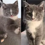 Kitten Went to the Right Car to Seek Help, Once Indoors, He Wanted to Win Everyone Over, Including Their Cat