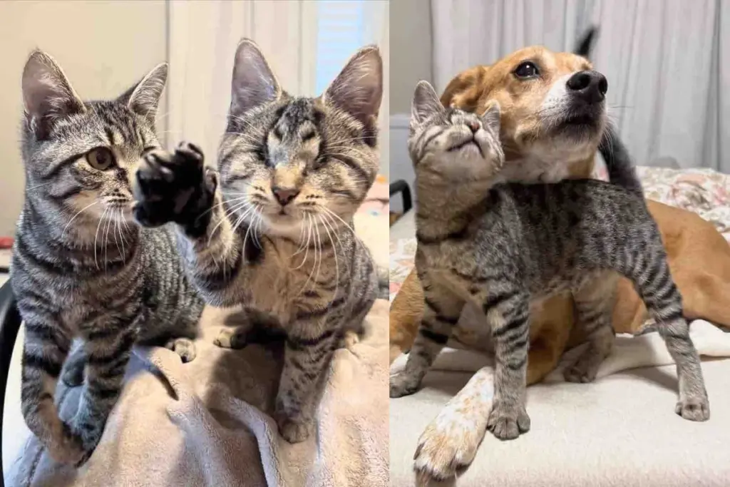 Blind Kitten Tries to Break