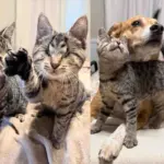 Blind Kitten Tries to Break into Another Cat's Pen, Determined to Be His Best Friend