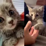 Kitten from Animal Shelter Truly Shines When She Realizes She No Longer Has to Fight