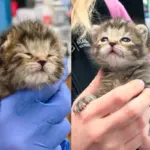They Take in 2-week-old Kitten in Need of Help and Change Her Life Overnight Through Team Effort and More