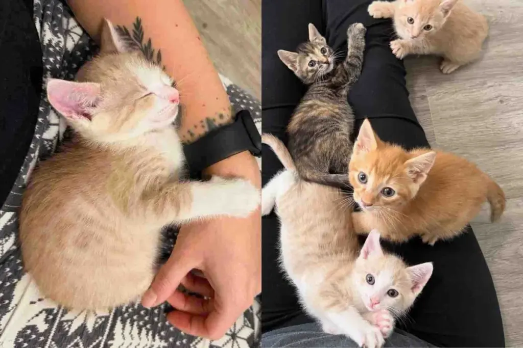 Woman Opens Her Home to 6 Orphaned Kittens from Shelter, Determined to Give These Cats the Life They Deserve
