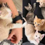 Woman Opens Her Home to 6 Orphaned Kittens from Shelter, Determined to Give These Cats the Life They Deserve